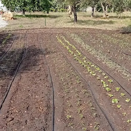 Capozza Maria Greca 3*